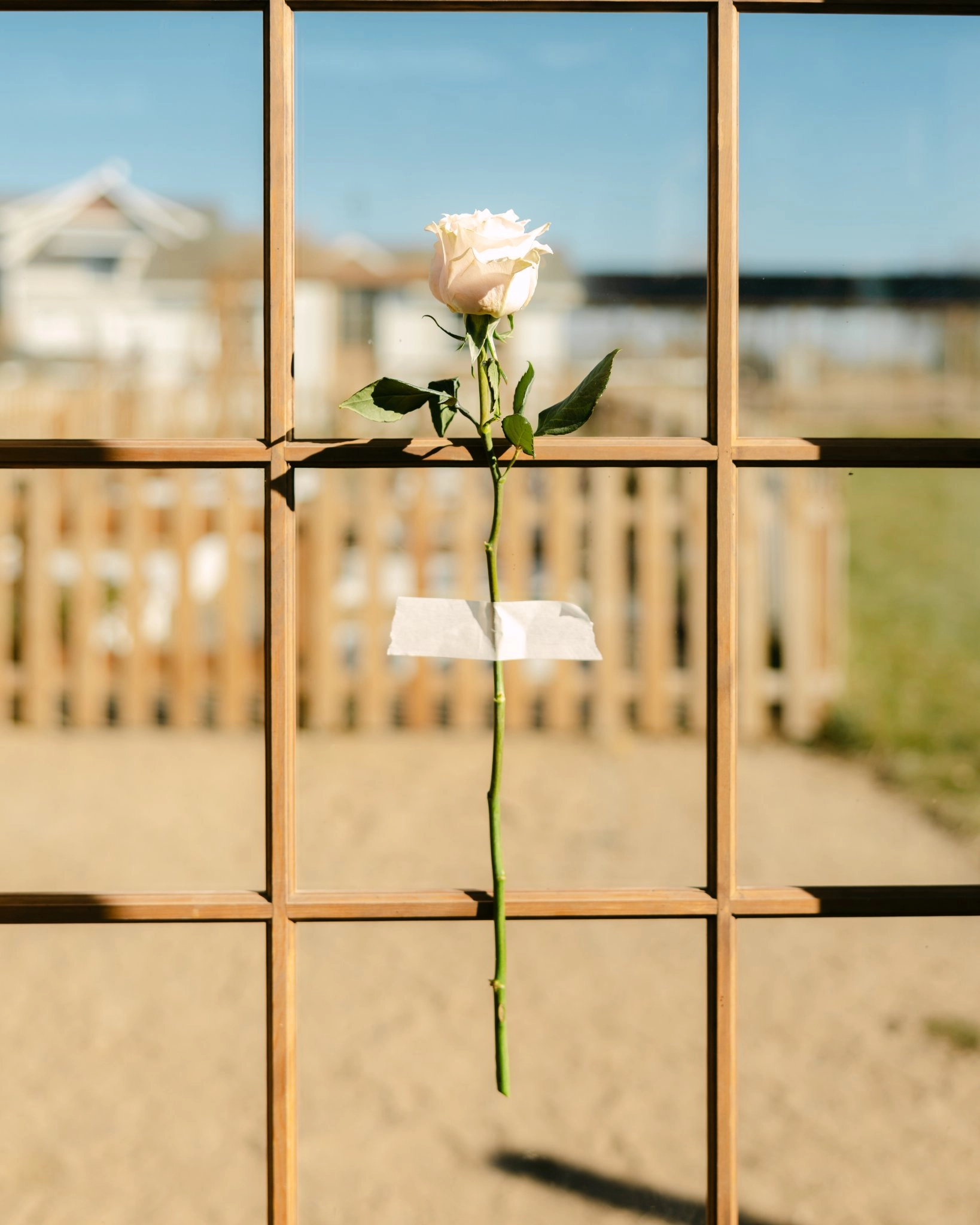 Single white rose taped to a sunlit window with wood framing, symbolizing the Floriss Greenhouse Garden Club—an intimate beta testing lab where select members experience Fleurair in their homes and provide real-time feedback